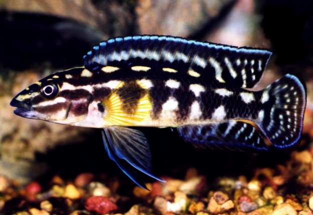 JULIDOCHROMIS MARLIERI